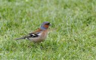 Tiere, Vögel - Sperlingsvögel  Buchfink_Fringilla coelebs_Chaffinch 06.JPG