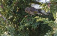 Tiere, Vögel - Sperlingsvögel  Grünfink_Carduelis chloris_Western Greenfinch 01.JPG