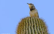 Tiere, Vögel - Sperlingsvögel  Kaktuszaunkönig_Campylorhynchus brunneicapillus_Cactus Wren 06.JPG