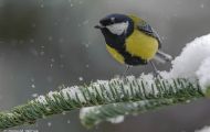 Tiere, Vögel - Sperlingsvögel  Kohlmeise_Parus major_Great Tit 03.JPG