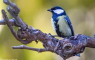 Tiere, Vögel - Sperlingsvögel  Kohlmeise_Parus major_Great Tit 07.JPG