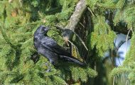 Tiere, Vögel - Sperlingsvögel  Kolkrabe_Corvus corax_Common Raven 12.JPG