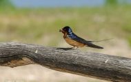 Tiere, Vögel - Sperlingsvögel  Mehlschwalbe_Delichon urbica_House Martin 03.JPG