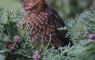 Tiere, Vögel - Sperlingsvögel  Nachtigall_Luscinia megarhynchos_Nightingale 01.JPG