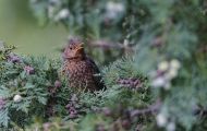 Tiere, Vögel - Sperlingsvögel  Nachtigall_Luscinia megarhynchos_Nightingale 04.JPG