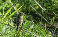Tiere, Vögel - Sperlingsvögel  Rohrsänger_Acrocephalus_Warbler 03.JPG