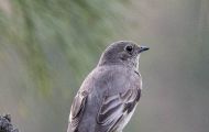Tiere, Vögel - Sperlingsvögel  Vireo_Vireo vicinior_Gray Vireo 02.JPG