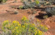 Utah, Dixie - Snow Canyon State Park 06.JPG
