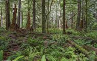Wälder, Regenwald - Kanada  British Columbia, gemäßgter Regenwald 03.JPG