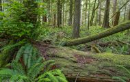Wälder, Regenwald - Kanada  British Columbia, gemäßgter Regenwald 05.JPG