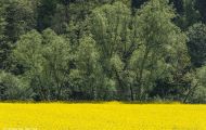 Wiesen & Felder, Rapsfelder - Rapsfeld 05.JPG