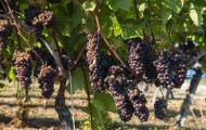 Wiesen & Felder, Weinreben - Weinreben Rot 15.JPG