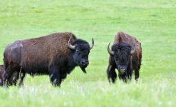 Der nordamerikanische Bison - Bisons im Custer State Park