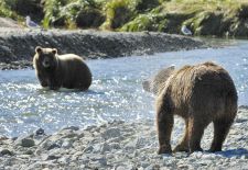 03 Braunbären in Alaska - Geographic Harbor  Katmai Nat'l. Park_.JPG