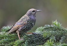 Bezaubernde Vögel im heimischen Garten - Star