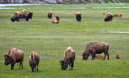 Der nordamerikanische Bison - Grasende Bisons im Yellowstone National Park
