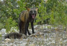 Alaskas Tierwelt - Paradies im Norden - Polarfuchs mit Beute.JPG