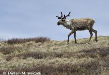 Alaskas Tierwelt - Paradies im Norden - Rentier.JPG