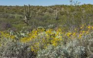 Arizona, Northcentral-Eastern - Tucson  Saguaro Nationall Park, Rincon Mountain District 02.JPG