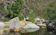 Arizona, Southeast - Tucson   Sabino Canyon 05.JPG