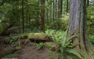 British Columbia, Vancouver Island - McMillan Provincial Park 01.JPG