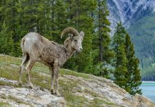 Canadian Rockies 03.JPG
