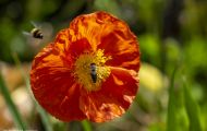 Fluginsekten, Neuflügler - Hautflügler  Honigbiene_Apis_Honeybee 09.JPG