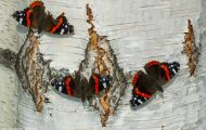 Fluginsekten, Neuflügler - Schmetterlinge Roter Admiral_Vanessa atalanta_Red Admiral 06.JPG