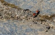 Fluginsekten, Neuflügler - Schnabelkerfe  Wanzen - Gemeine Feuerwanze 01.JPG