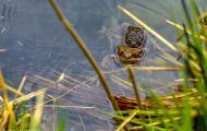 Froschlurche, Echte Froesche - Erdkroete_Bufo bufo_ Common Toad 08.JPG