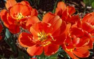 Gärten & Parks - Blumenbeete Bunte Mischung 03.JPG