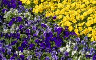 Gärten & Parks - Blumenbeete Bunte Mischung 25.JPG