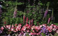 Gärten & Parks - Blumenbeete Bunte Mischung 31.JPG