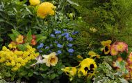 Gärten & Parks - Blumenbeete Bunte Mischung 44.JPG
