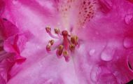 Gärten & Parks - Staudenpflanzen Rhododendron mit weinroten Blüten 03.JPG