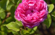 Gärten & Parks - Staudenpflanzen Rosen mit rosafarbenen Blüten 03.JPG