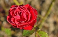 Gärten & Parks - Staudenpflanzen Rosen mit roten Blüten 04.JPG