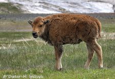 North American Bison - Bison calf, Custer State Park.JPG
