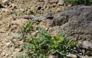 Reptilien, Echsen - Zebraschwanzleguan_Callisaurus draconoides_Zebratail Lizzard 03.JPG