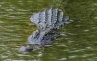Reptilien, Krokodile - Mississippi Alligator_Alligator missisippiensis_American Alligator 01.JPG