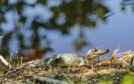 Reptilien, Krokodile - Mississippi Alligator_Alligator missisippiensis_American Alligator 06.JPG