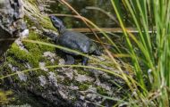 Reptilien, Schildkröten - Europäische Sumpfschildkröte_Emys orbicularis_European Pond Tortoise 01.JPG