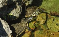 Reptilien, Schildkröten - Florida Schmuckschildkröte_Pseudemis floridana_Common Cooter 01.JPG