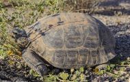 Reptilien, Schildkröten - Kalifornische Wüstenschildkröte_Gopherus agassizii_ Desert Tortoise 01.JPG