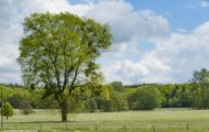 Rheinland-Pfalz, Eifel - Eifellandschaft 06.JPG