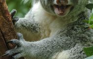 Tiere, Säugetiere - Beuteltiere  Koalabär_Phascolarctos cinereus_Koala bear 08.JPG