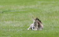 Tiere, Säugetiere - Huftiere  Hausesel_Equus africanus asinus_Donkey (Burro) 05.JPG