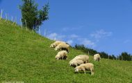 Tiere, Säugetiere - Huftiere  Hausschaf_Ovis orientalis aries_Domestic Sheep 06.JPG