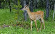 Tiere, Säugetiere - Huftiere  Weißwedelhirsch_Odocoileus virginianus_White-Tailed Deer 06.JPG