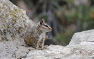 Tiere, Säugetiere - Nagetiere  Felsen-Streifenhörnchen_Tamias dorsalis_Cliff Chipmunk 04.JPG